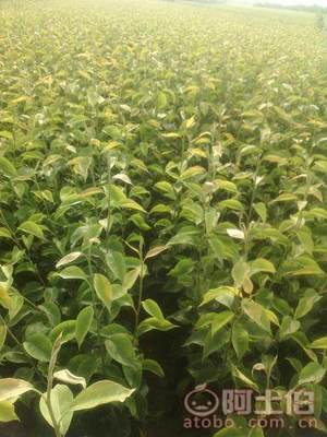 占地棗樹市場解析：2018年價格、產地與供應商概覽