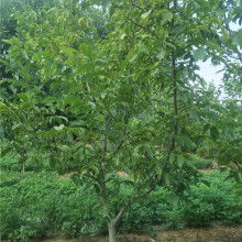 優(yōu)美苗木基地 花卉種植的藝術與實踐