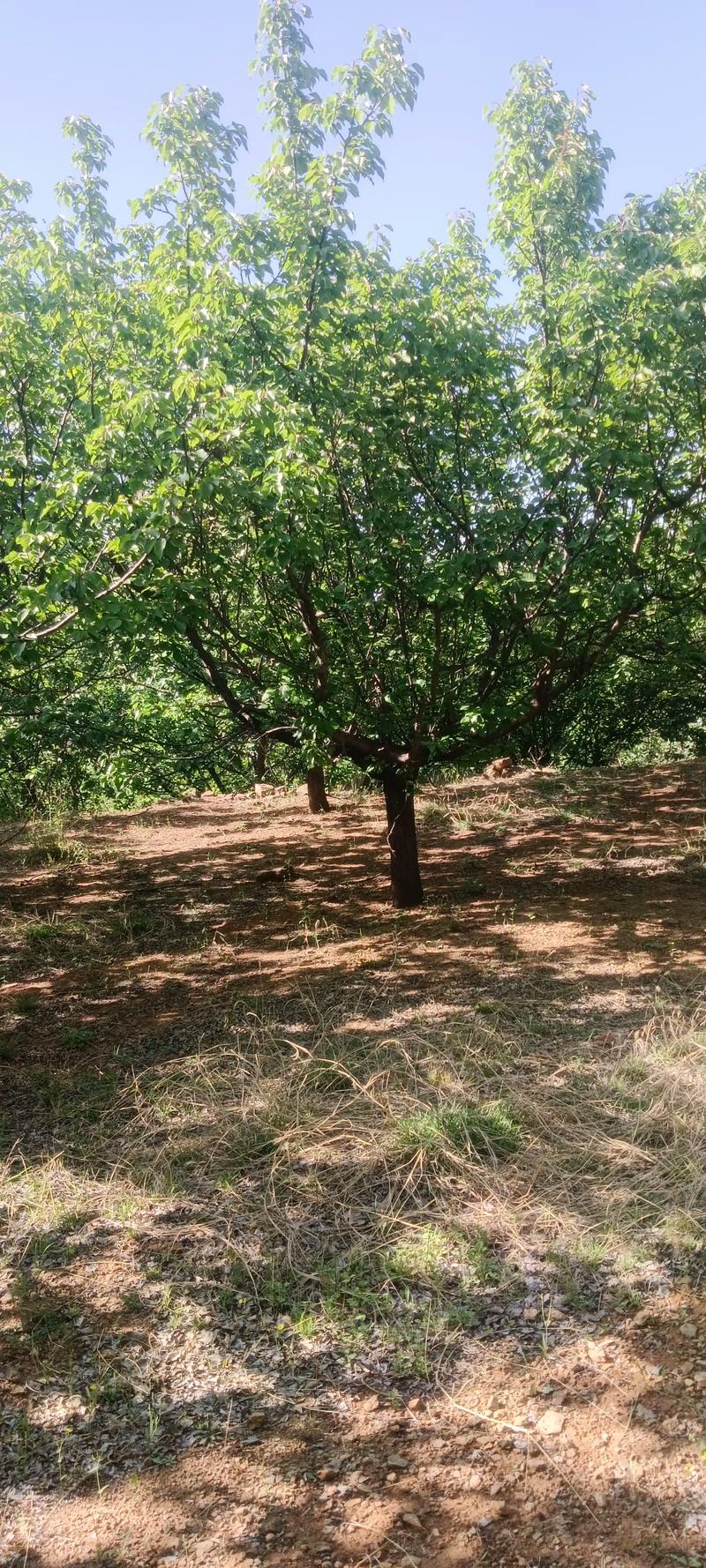 全網(wǎng)尋覓苗木有緣人，優(yōu)質山杏樹大量現(xiàn)貨，規(guī)格齊全，共繪花卉種植新藍圖