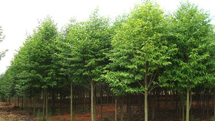 奉新綠霖苗木專業(yè)合作社 專業(yè)花卉種植，綻放鄉(xiāng)村經(jīng)濟新活力