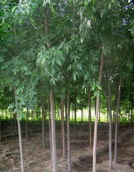 濟寧李營白蠟 苗木產業(yè)的璀璨明珠