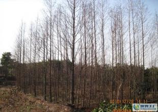 合肥優質水杉苗木供應，綠化工程優選，規格齊全直達世界工廠網