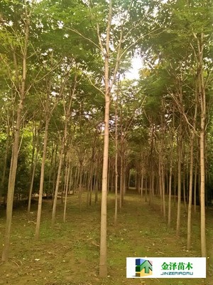 千頭椿苗木的南北種植熱土 遼寧、山西、山東及河北保定博野金澤基地