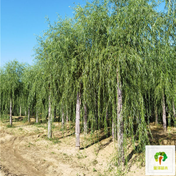 山東濟南金林苗木 林業(yè)種植的專業(yè)力量與產(chǎn)品大全