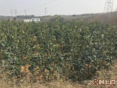 龍海市東泗興輝園藝場 優(yōu)質(zhì)香泡柚子苗木，量大價優(yōu)，綠化佳選