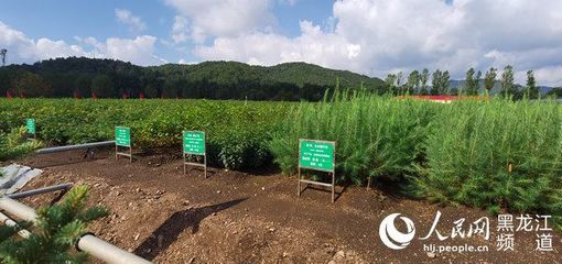 黑龍江省林草局召開現(xiàn)場推進會 以花卉種植為支點，撬動產(chǎn)業(yè)興、職工富、生態(tài)美的新型林場建設(shè)