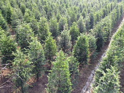 紅豆杉價格與高清細節(jié)圖鑒賞——東安縣恒信苗木種植農(nóng)民專業(yè)合作社專業(yè)解析