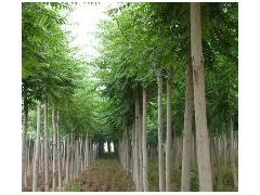 優(yōu)質(zhì)平頭白蠟苗木供應(yīng) 10公分粗、2年冒、冠幅3米、樹干筆直