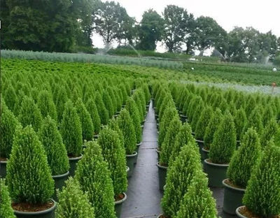 苗木生產與造林綠化的“亂象”，是時候改變了