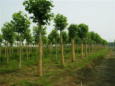 苗木產(chǎn)品 綠色產(chǎn)業(yè)的生機之源