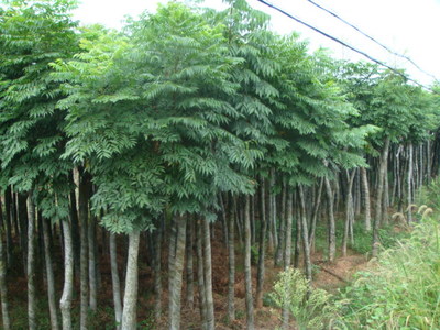 杜鵑苗木的栽培與養(yǎng)護指南